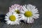 Amazing daisies, Bellis perennis flower heads on wooden table, flowering plants with white pink petals and yellow center