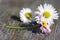 Amazing daisies, Bellis perennis flower heads on wooden table, flowering plants with white pink petals and yellow center