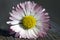 Amazing daisies, Bellis perennis flower heads on wooden table, flowering plants with white pink petals and yellow center