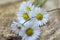 Amazing daisies, Bellis perennis flower heads on wooden table, flowering plants with white pink petals and yellow center