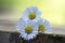 Amazing daisies, Bellis perennis flower heads on wooden table, flowering plants with white pink petals and yellow center