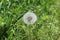 An amazing dandelion blossomed in the summer. He is already ripe and has fluffy white umbrellas.