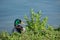 Amazing dark with bright green head sits in the green grass near blue water of pond