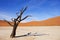 Amazing dead trees in beautiful desert.