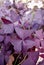 Amazing Deep Purple Leaves with Pale Pink Flowers of False Shamrock Plant