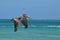 Amazing Detail on a Pelican`s Wings in Aruba