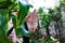 Amazing disguise. A tropical butterfly sits on a green leaf, wings are folded.