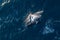 Amazing drone shot of jumping whale with water splashes