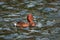 Amazing duck swims in lake