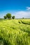 Amazing ears of grain on green field in summer