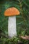 Amazing edible Leccinum mushroom also known as orange birch bolete