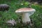 Amazing edible mushrooms boletus edulis known as penny bun in moss