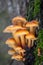 Amazing edible mushrooms known as Enokitake