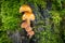 Amazing edible mushrooms known as Enokitake