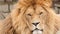 Amazing epic lion look into the camera close up, angry lion face