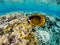 Amazing exotic yellow fish in coral reef of Red sea