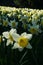 Amazing expanse of yellow and white Narcissus in a meadow of the castle of Masino