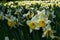 Amazing expanse of yellow and white Narcissus in a meadow of the castle of Masino