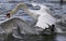 Amazing expressive picture with the swans and a gull