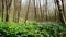 amazing fabulous blooming spring forest with purple  yellow and white flowers