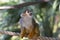 Amazing Face of a Squirrel Monkey Sitting on a Rope