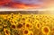 Amazing fairy sundown on sunflower field with sunflowers on foreground. Scenic view on sunflowers with golden sunlight in sundown