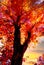 Amazing Fall / Autumn Tree with leaves ablaze in color and a sunset