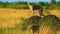 Amazing Family of Cheetahs Hunts on a Hill, Wild Nature, Wildlife, Africa, Savanna