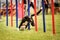 Amazing fast border collie in agility slalom