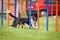 Amazing fast border collie in agility slalom