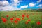 Amazing field of red poppy blooming in summer day