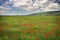 Amazing field of red poppy blooming in summer day