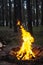 Amazing fire in the forest against a trees background. Bonfire in the forest. Orange flame of a fire