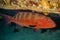 Amazing Fish swim in the Red Sea