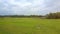 Amazing Flight over Green Meadow with Grazing Buffaloes