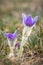 Amazing flowering plant Pulsatilla grandis known as greater pasque flower