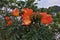 Amazing flowering tropical tree. On the branches with dark green dense leaves an inflorescence of huge bright red flowers