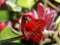 Amazing flowers - a strange, beautiful red flower grown at home