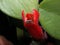 Amazing flowers - a strange, beautiful red flower grown at home