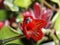 Amazing flowers - a strange, beautiful red flower grown at home