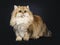 Amazing fluffy British Longhair cat kitten, Isolated on black background.