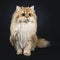 Amazing fluffy British Longhair cat kitten, Isolated on black background.