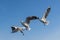 Amazing flying action of Seagulls bird at coast