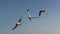 Amazing flying action of Seagulls bird at coast