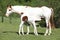 Amazing foal with mare on pasturage