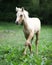 Amazing foal moving alone on pasturage