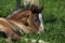 Amazing foal on pasturage