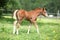 Amazing foal on pasturage