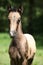 Amazing foal on pasturage