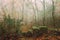 Amazing foggy chestnut forest with mossy stones and bare trees near Montanchez, Extremadura, Spain